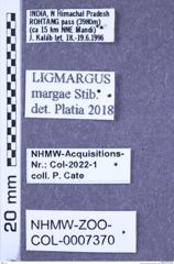 Etikette zu Ligmargus margae (Stibick, 1980) (NHMW-ZOO-COL-0007370)